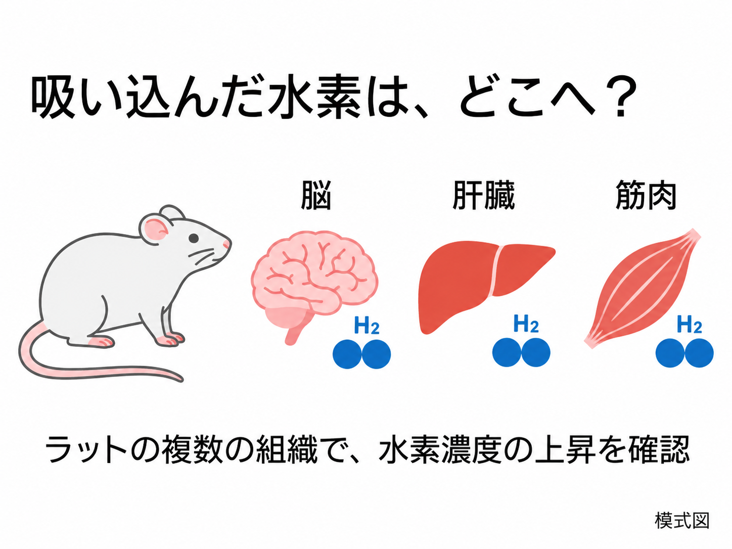 吸い込んだ水素の体内分布の解説図