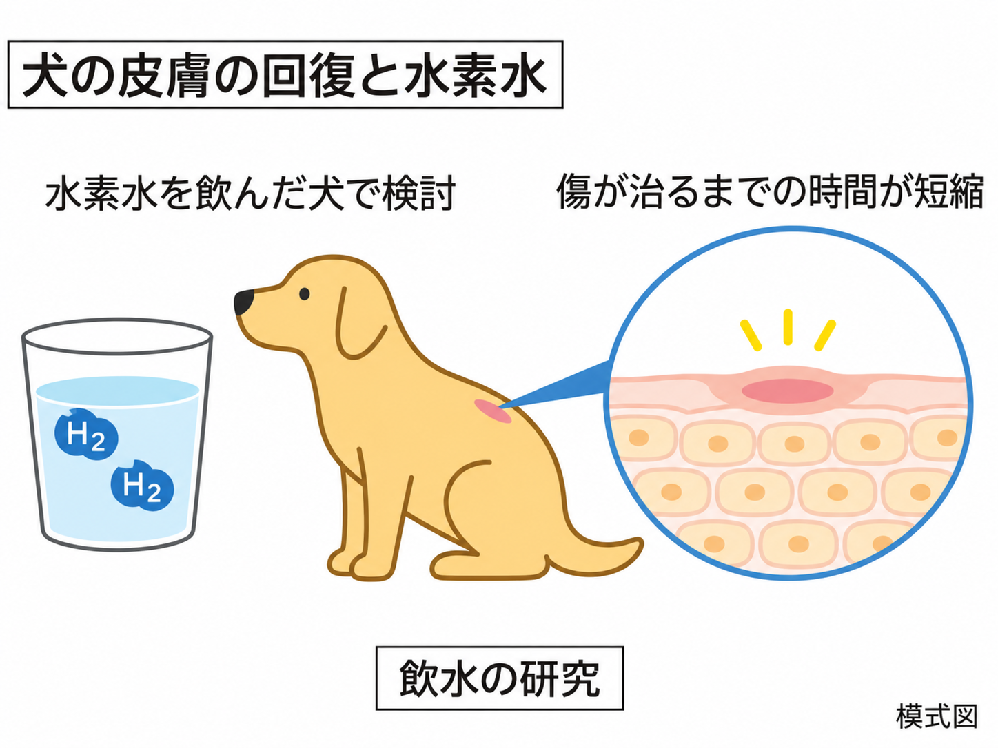 犬の皮膚の回復と水素水の解説図