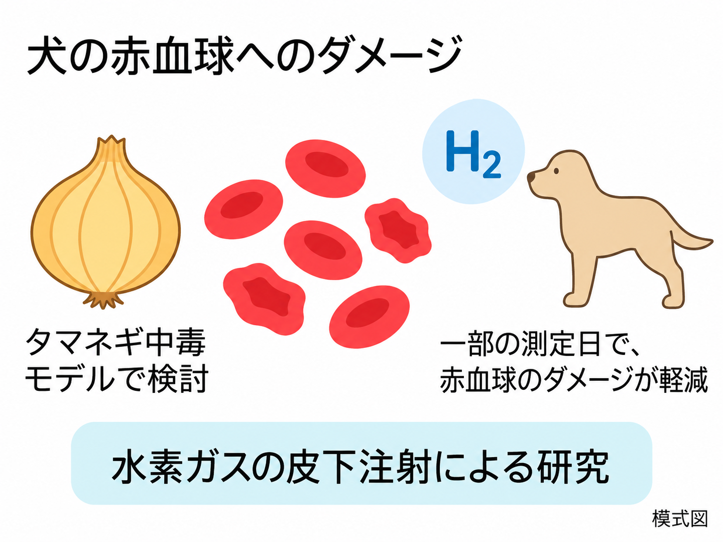 犬の赤血球へのダメージと水素の解説図