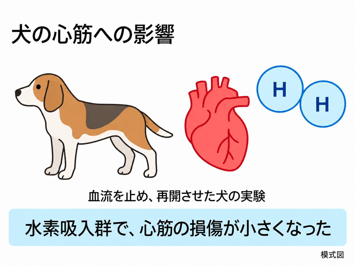 犬の心筋と水素吸入の解説図