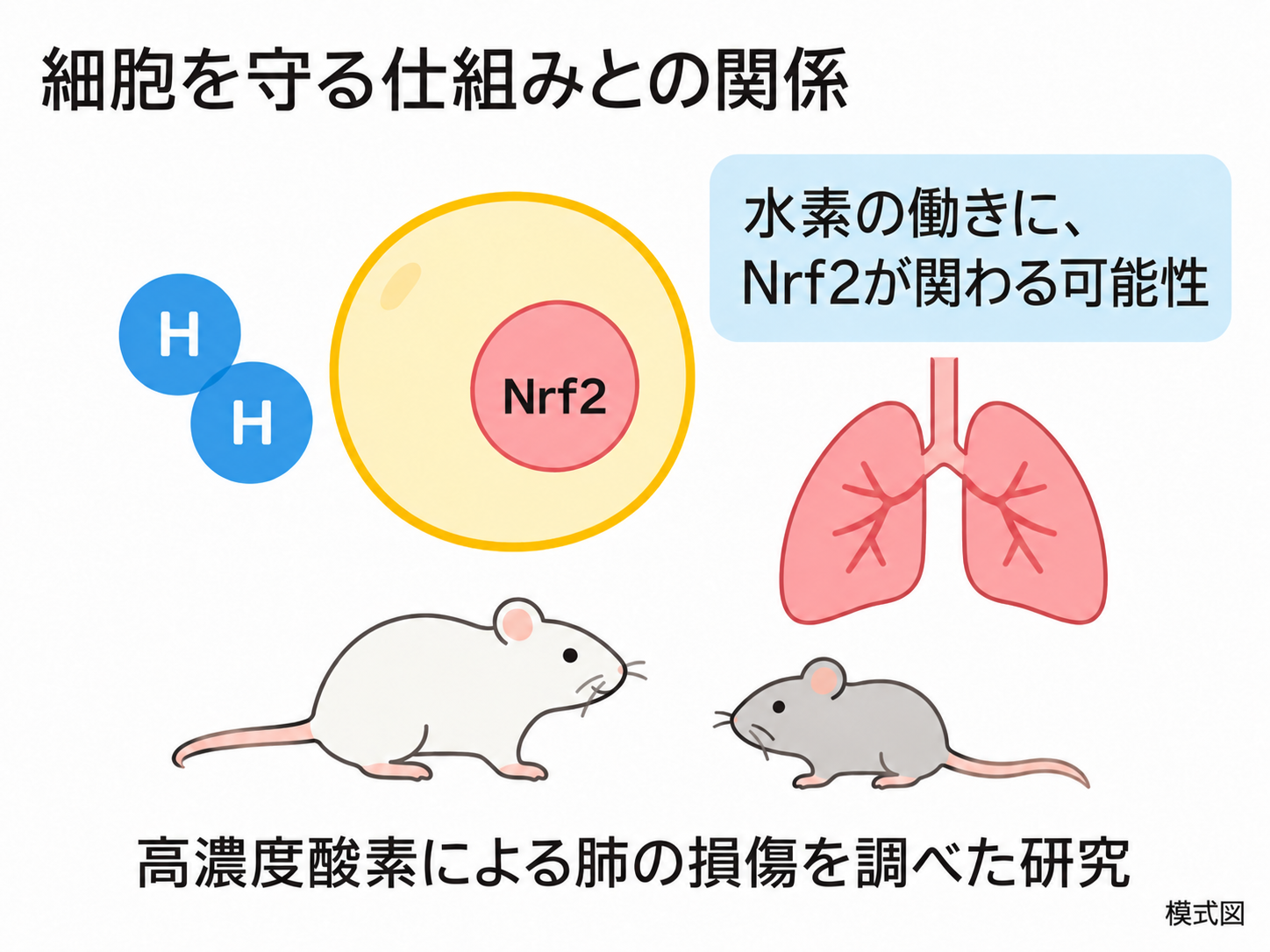 細胞を守る仕組みとNrf2の解説図
