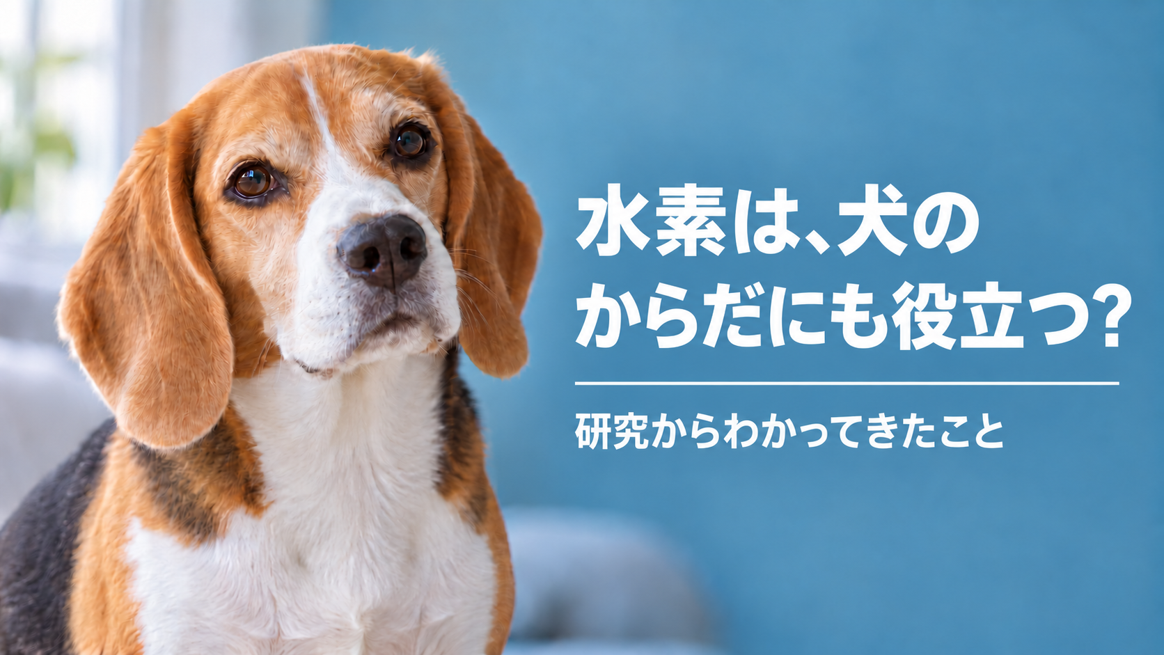 犬の健康と水素の研究